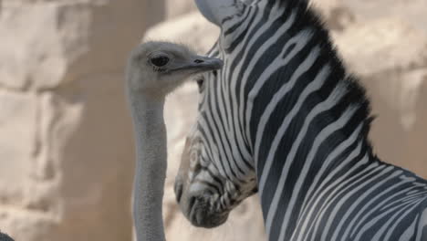 Strauß-Und-Zebra-Im-Zoo