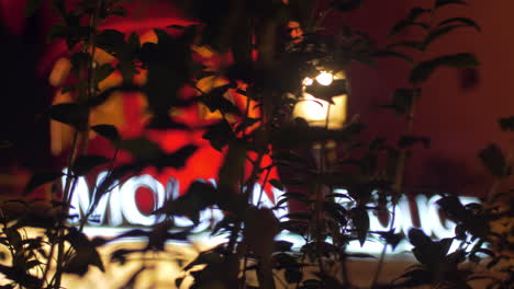 Moulin-Rouge-night-view-through-tree-branches-Paris