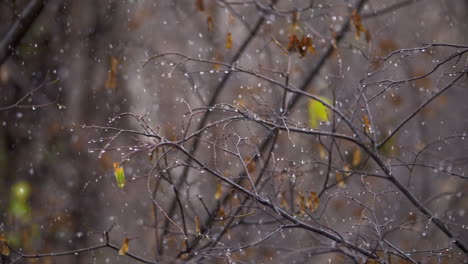 Herbstliche-Schneefallszene