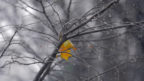 Escena-De-Otoño-Con-Una-Solitaria-Hoja-Amarilla-En-El-árbol-Bajo-La-Nieve