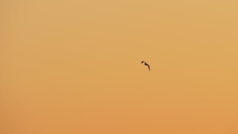 Flying-seagull-in-evening-sky