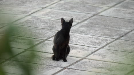 Schwarze-Streunende-Katze-Auf-Der-Straße