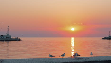 Sunset-waterscape-with-seagulls