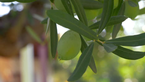 Rama-De-árbol-Con-Aceitunas-Verdes-En-El-Jardín-Mediterráneo.