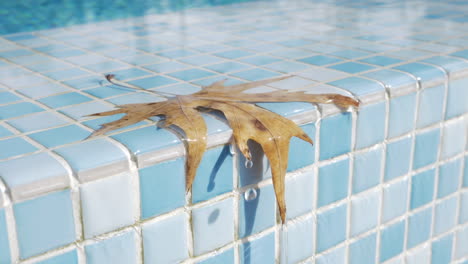 Hoja-Con-Gotas-Que-Caen-En-El-Borde-De-La-Piscina.