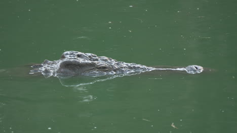 Ein-Kreis-Voller-Krokodile-Blickt-über-Das-Grüne-Wasser