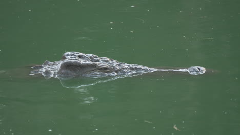 Una-Cima-De-Cocodrilos-Se-Dirige-Sobre-El-Agua-Verde.