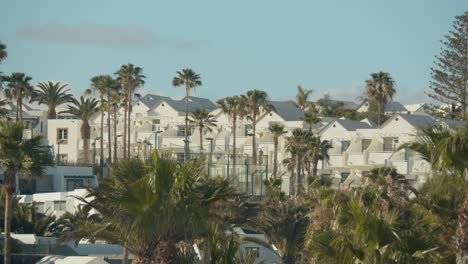 Houses-and-palms-in-Lanzarote-Canary-Islands