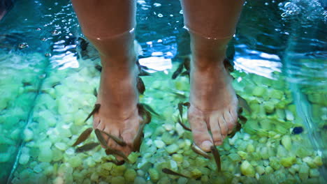 Feet-spa-treatment-with-fish