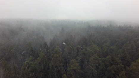 An-aerial-view-of-an-endless-coniferous-forest-in-a-snowfall