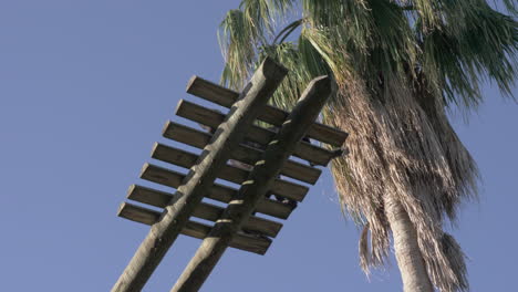 Black-spider-monkeys-in-Lisbon-Zoo-Portugal