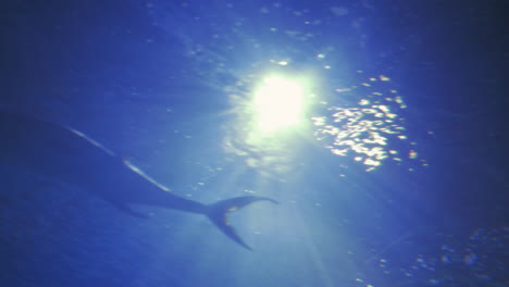 Unterwasseransicht-Großer-Fische,-Die-Gegen-Das-Licht-Schwimmen