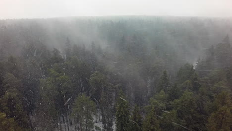 Nieve-Sobre-Un-Bosque-De-Coníferas