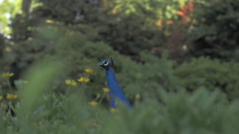 Peacock-in-the-grass
