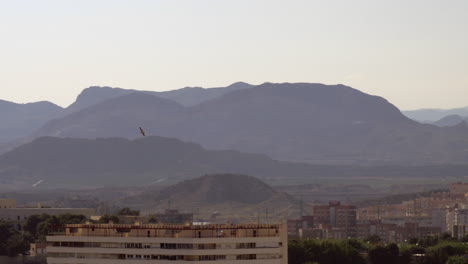 A-bird-flying-over-sunny-Alicante