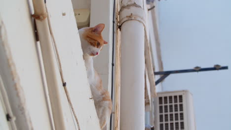 A-cat-is-sitting-on-the-windowsill