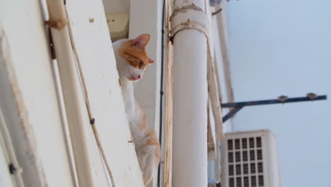 Un-Gato-Está-Sentado-En-El-Alféizar-De-La-Ventana