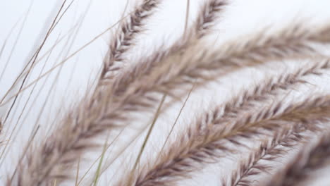 Ears-of-the-reeds-bending-in-the-wind-against-the-sky