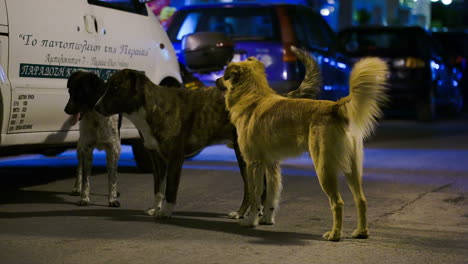 Tres-Perros-Vagabundos-En-La-Calle-Por-La-Noche.