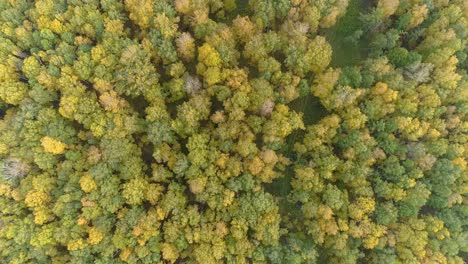 Bunter-Wald-2-–-Bezaubernde-Schönheit