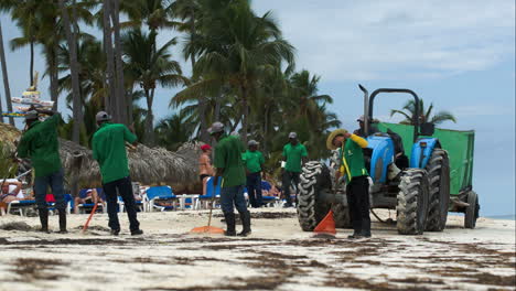 Workers-cleaning-beach-from-sea-wrack