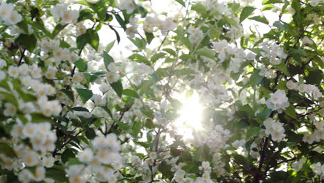 Blooming-apple-tree-with-bright-sun-flare