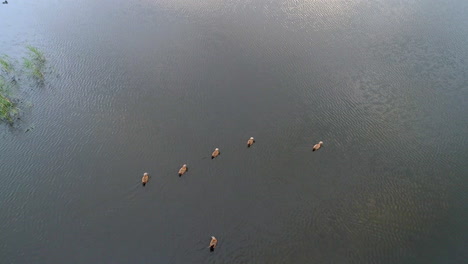 Ducks-Gliding-on-Serene-Lake