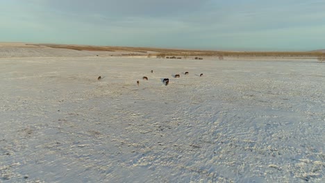 Pferde-In-Der-Wintersteppe---Majestätischer-Anblick