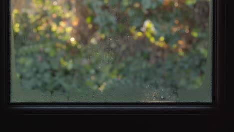 Blick-Ins-Grüne-An-Einem-Sonnigen-Tag-Vor-Dem-Fenster