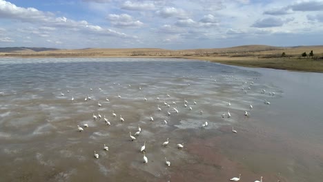 Cisnes-Adornan-El-Lago-De-Primavera