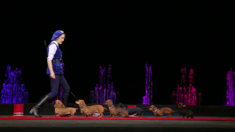Circus-performing-with-group-of-trained-dogs