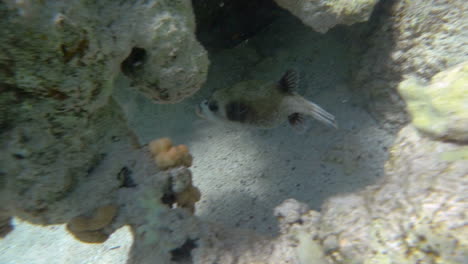 Peces-Tropicales-Nadando-En-El-Arrecife-De-Coral