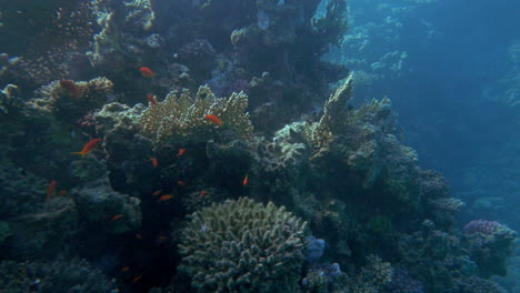 Underwater-scene-of-huge-coral-reef-and-fish