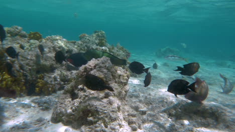Mehrere-Bewohner-Des-Korallenriffs
