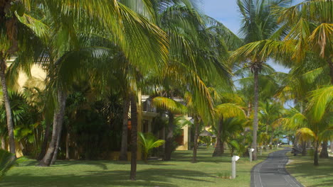 Blick-Auf-Den-Palmenpark-Und-Die-Asphaltstrecke-Der-Insel-Mauritius
