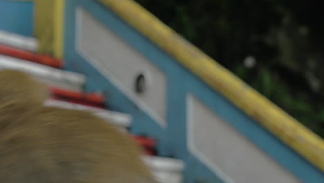 At-Batu-Caves-Malaysia-seen-close-up-monkey