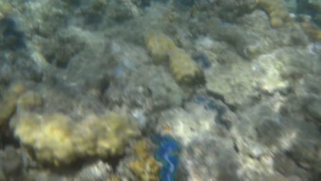 Underwater-scene-with-sea-plants-and-corals