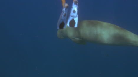 Divers-making-photos-or-video-of-porpoise-underwater