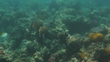 Unterwasserszene-Mit-Korallenriff-Und-Fischen