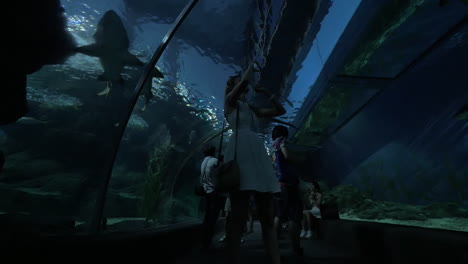 In-Siam-Ocean-World-Stehen-Menschen-Am-Aquarium-Und-Halten-Ausschau-Nach-Großen-Fischen,-Die-Sie-Mit-Mobiltelefonen-Fotografieren