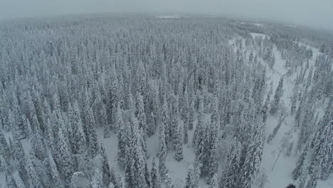 Endlose-Weite-Der-Winterkiefernlandschaft-Aus-Der-Luft