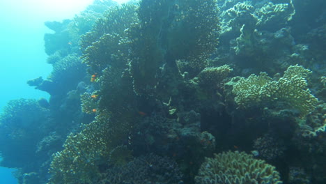 Sonnenverwöhntes-Korallenriff