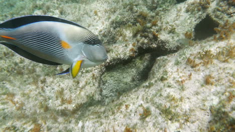 Tropical-Fish-Sohal-Surgeonfish-Acanthurus-Sohal