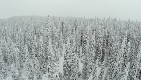 Winterlandschaft-Mit-Schneebedeckten-Kiefern