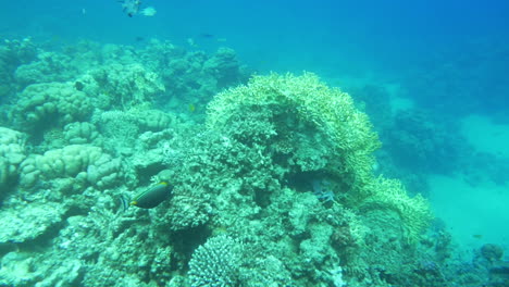 Friedliches-Leben-Eines-Korallenriffs
