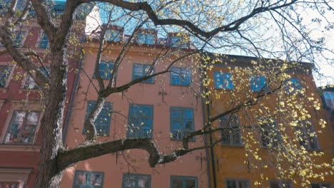 Großer-Baum-Im-Frühling-Mit-Gebäuden