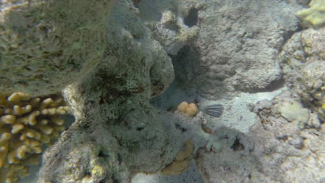 Exotische-Fische,-Die-Im-Korallenriff-Leben