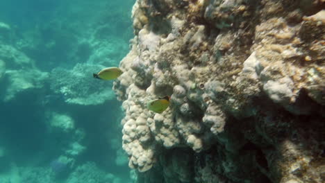 Arrecifes-De-Coral-Y-Peces-Tropicales-Iluminados-Por-El-Sol.