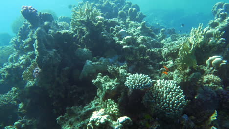 Unterwasserleben-Mit-Korallenriffen-Und-Fischen