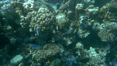 Korallenriff-Und-Seine-Bewohner